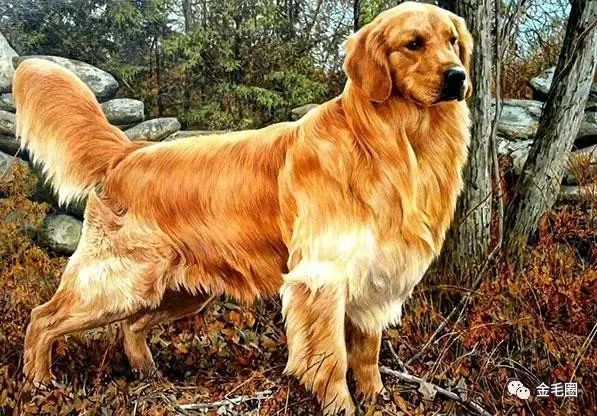 金毛尋回犬百度百科_金毛犬尋回犬價(jià)格圖片_金毛尋回犬價(jià)格