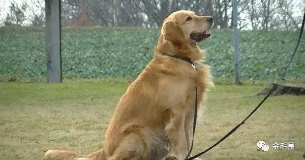金毛犬尋回犬價(jià)格圖片_金毛尋回犬百度百科_金毛尋回犬價(jià)格