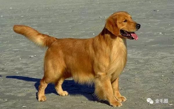 金毛犬尋回犬價(jià)格圖片_金毛尋回犬價(jià)格_金毛尋回犬百度百科