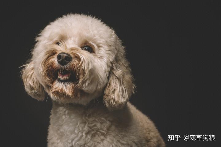迷你犬貴賓價(jià)格多少_迷你貴賓犬價(jià)格_迷你犬貴賓價(jià)格及圖片