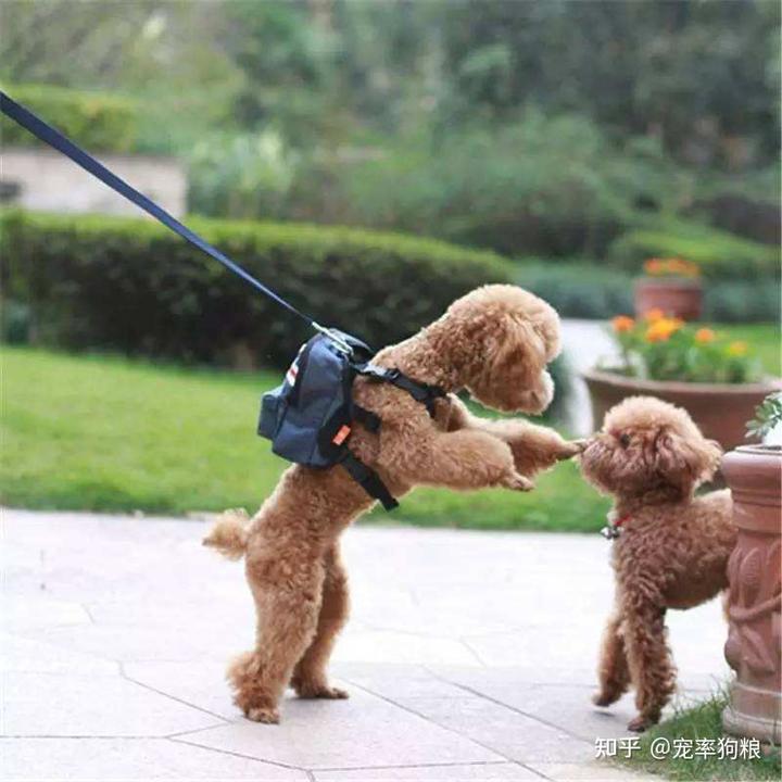 迷你犬貴賓價(jià)格及圖片_迷你貴賓犬價(jià)格_迷你犬貴賓價(jià)格多少