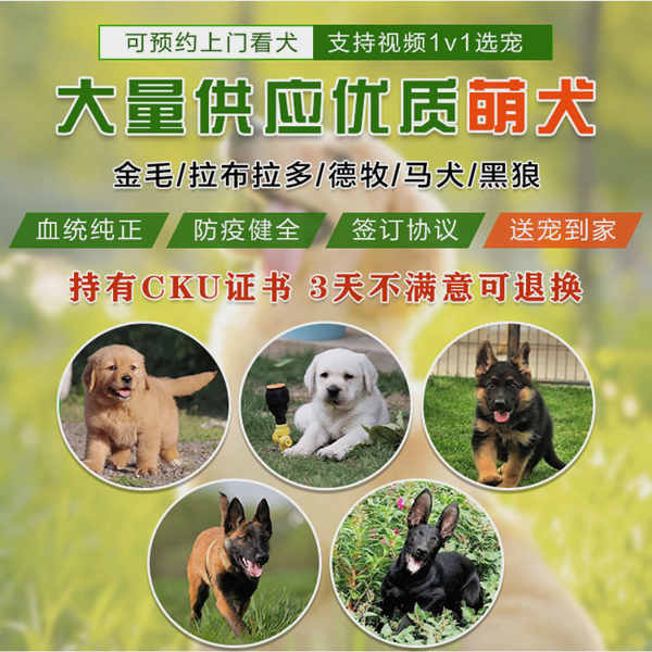 英國斗牛犬犬最貴多少錢，市場價格在3000到9000元之間