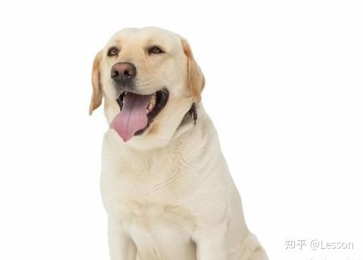 寵物狗價(jià)格排名前十_寵物狗價(jià)格500元以內(nèi)_各種寵物狗價(jià)格