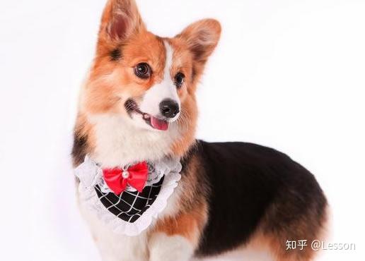 各種寵物狗價(jià)格_寵物狗價(jià)格500元以內(nèi)_寵物狗價(jià)格排名前十