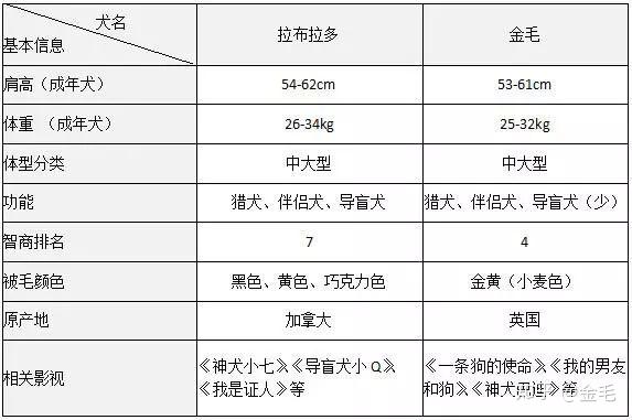 犬拉布拉多介紹圖片_拉布拉多犬介紹_犬類拉布拉多