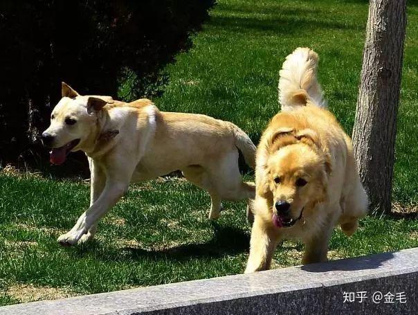 拉布拉多犬介紹_犬類拉布拉多_犬拉布拉多介紹圖片