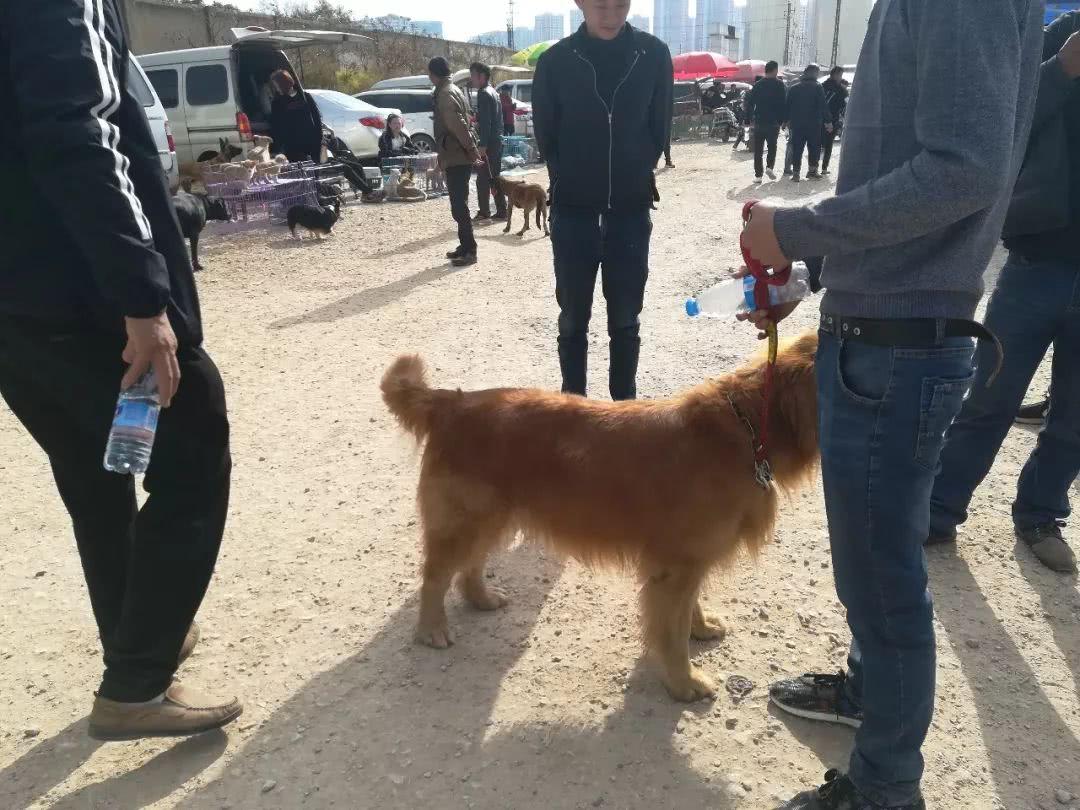 金毛尋回犬的價(jià)格_金毛尋回犬百度百科_金毛犬尋回犬價(jià)格圖片