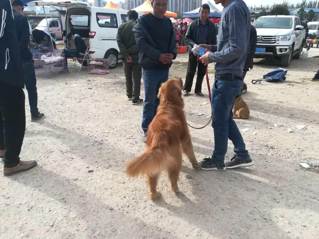 金毛尋回犬的價(jià)格_金毛尋回犬百度百科_金毛犬尋回犬價(jià)格圖片
