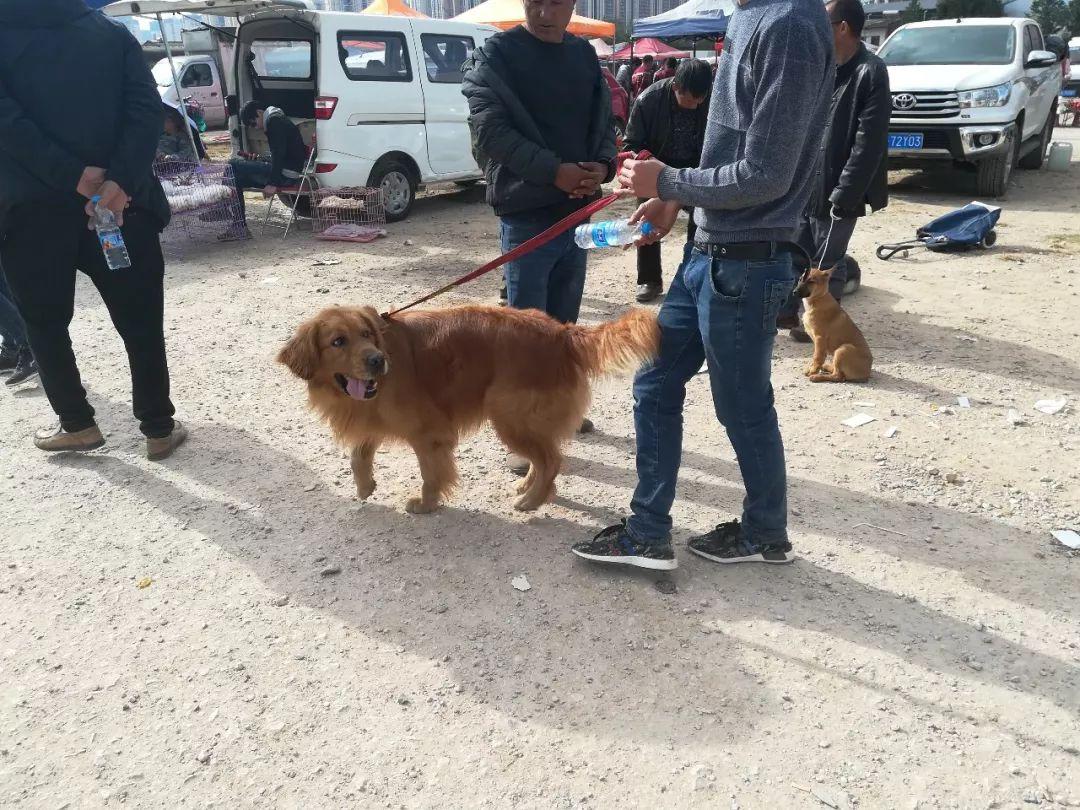 金毛尋回犬的價(jià)格_金毛尋回犬百度百科_金毛犬尋回犬價(jià)格圖片