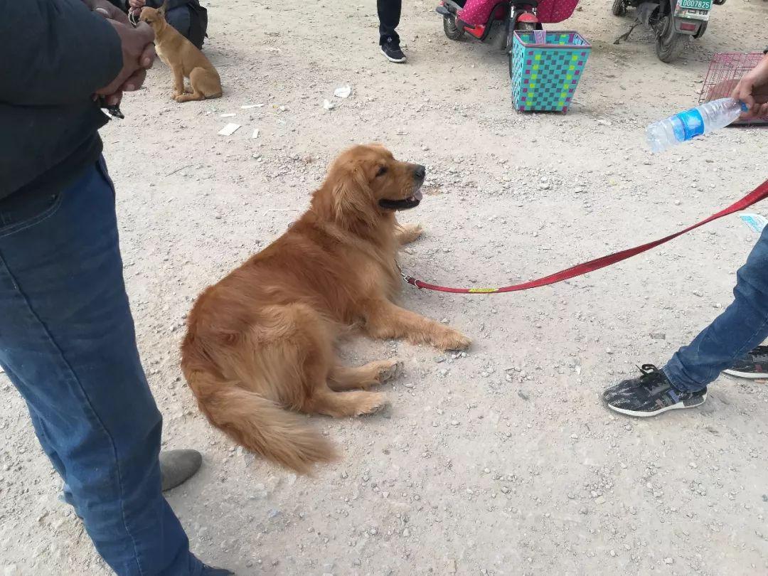 金毛尋回犬的價(jià)格_金毛犬尋回犬價(jià)格圖片_金毛尋回犬百度百科