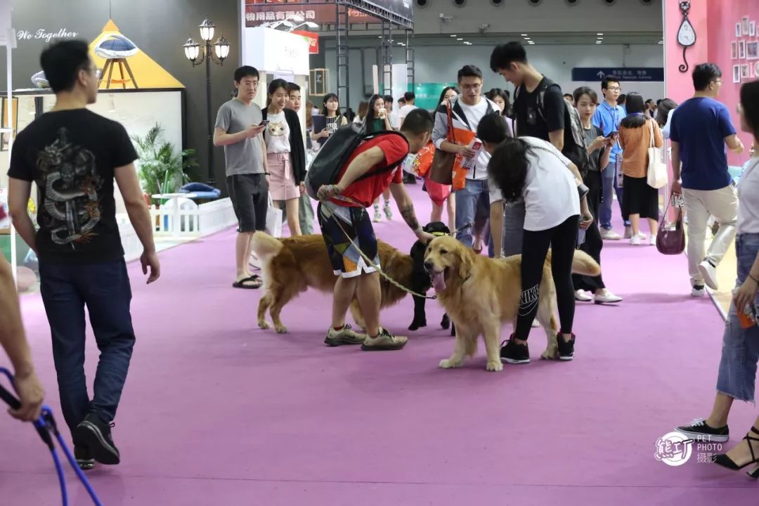 2016深圳最大寵物市場_深圳 寵物市場_深圳寵物市場地址哪里啊