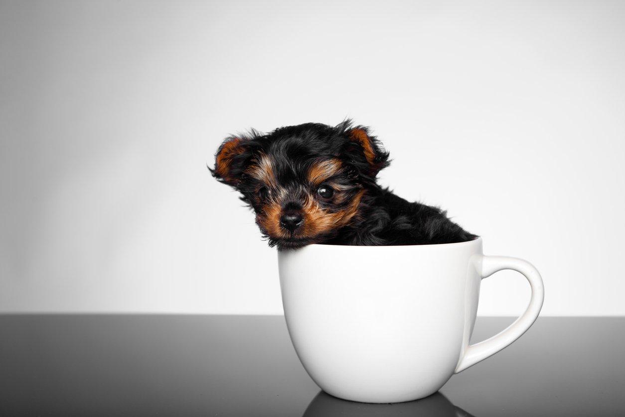 茶杯泰迪犬多少錢_泰迪茶杯犬好養(yǎng)活嗎_泰迪狗茶杯犬多少錢一只