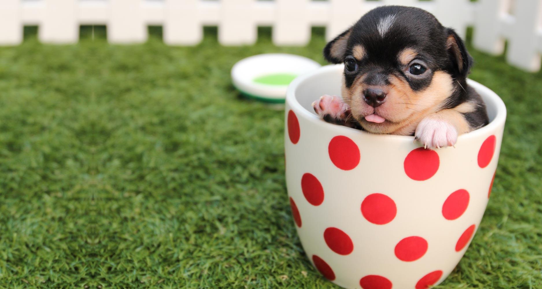 泰迪狗茶杯犬多少錢一只_泰迪茶杯犬好養(yǎng)活嗎_茶杯泰迪犬多少錢