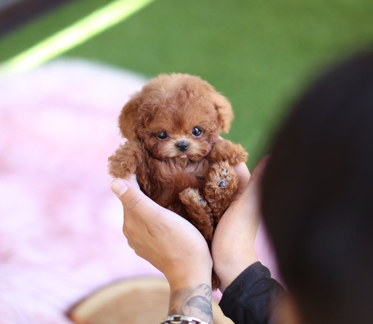 茶杯泰迪犬多少錢_泰迪狗茶杯犬多少錢一只_泰迪茶杯犬好養(yǎng)活嗎