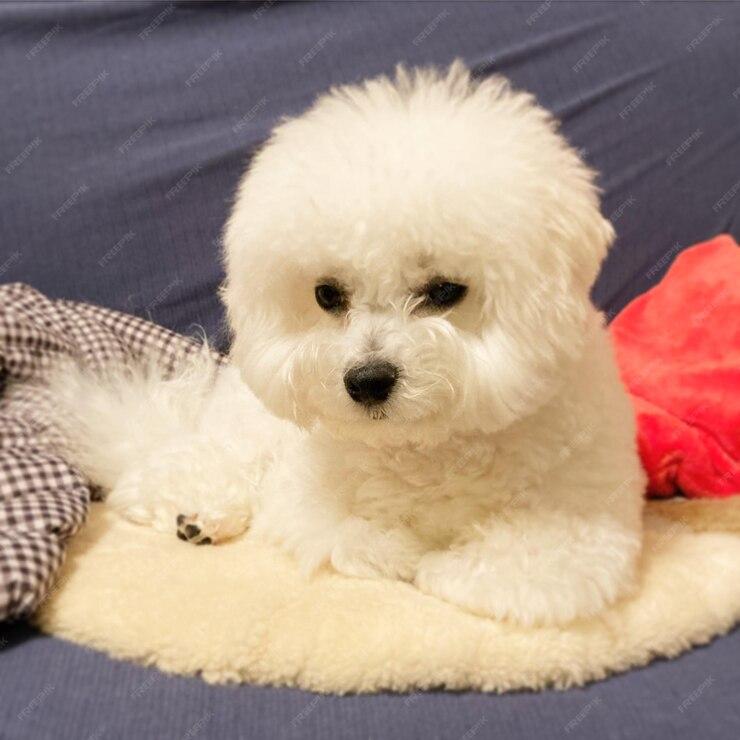 狗比熊_比熊犬多少錢一只_比比熊狗