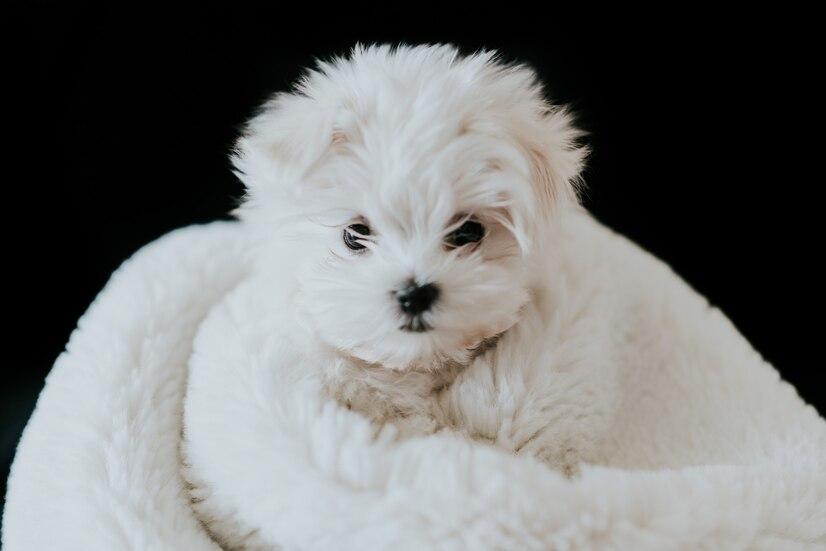 比比熊狗_狗比熊_比熊犬多少錢一只