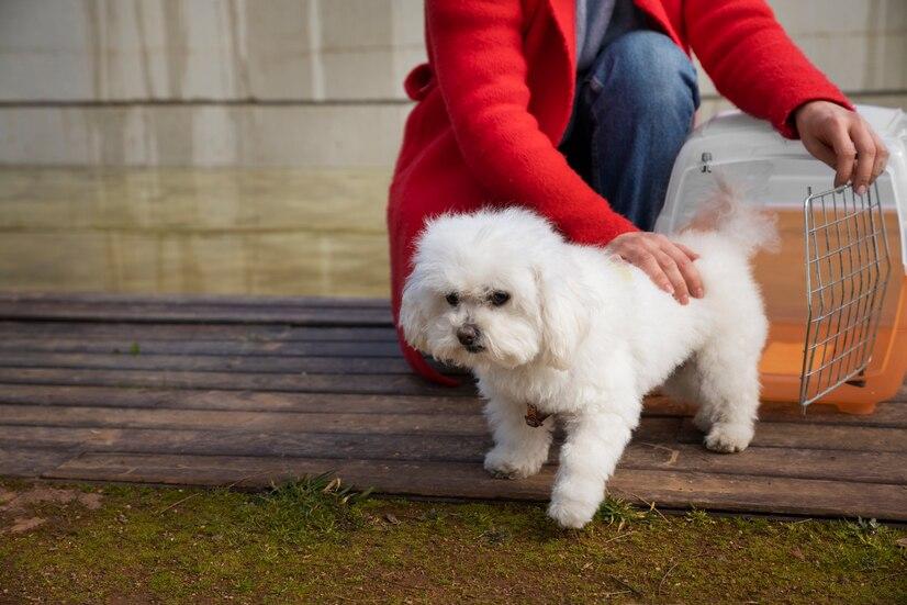 比熊犬多少錢一只_狗比熊_比比熊狗