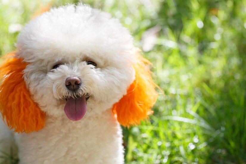 比熊犬多少錢一只_比比熊狗_狗比熊