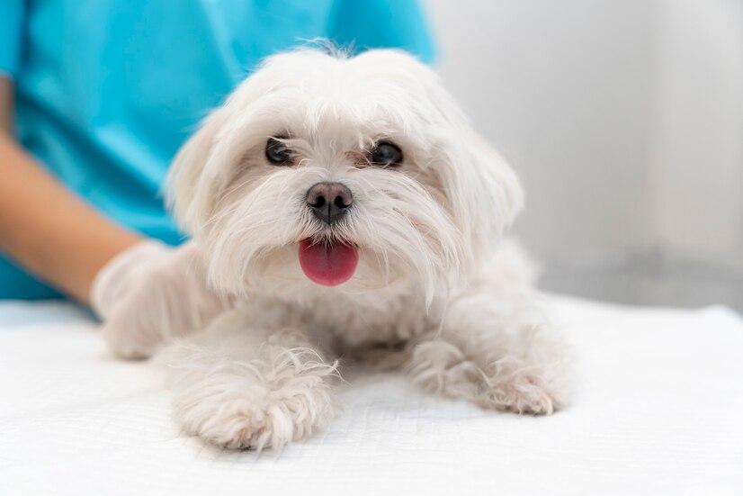 比比熊狗_狗比熊_比熊犬多少錢一只