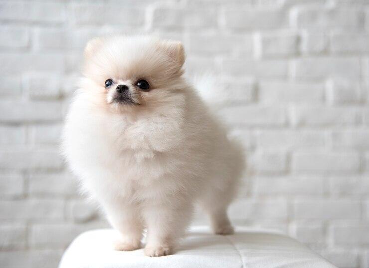 狗比熊_比熊犬多少錢一只_比比熊狗