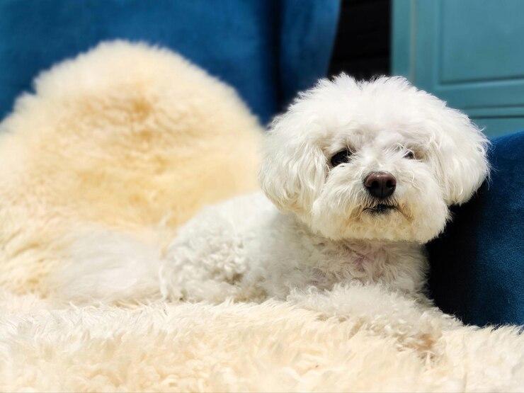 比熊犬多少錢一只_比比熊狗_狗比熊