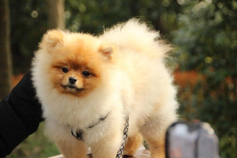 比熊犬多少錢一只_狗比熊_比比熊狗