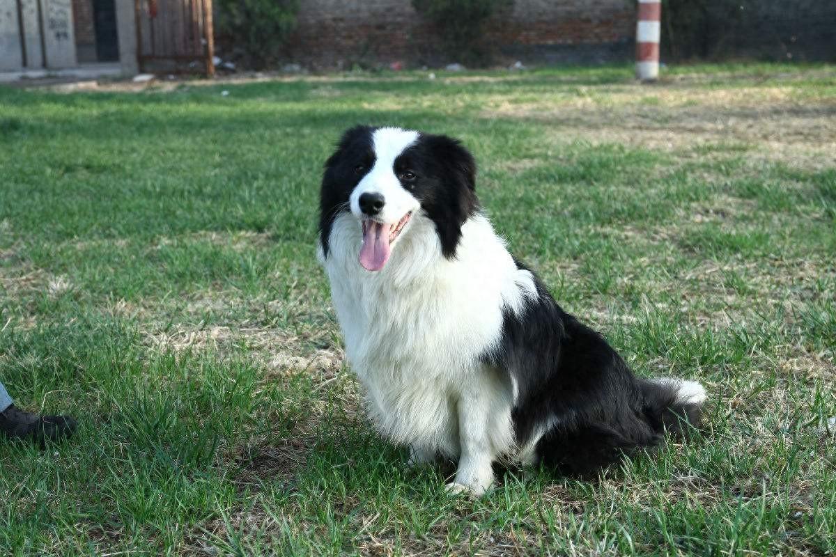 邊境犬牧羊圖片欣賞_邊境牧羊犬圖片_邊境犬牧羊圖片大全