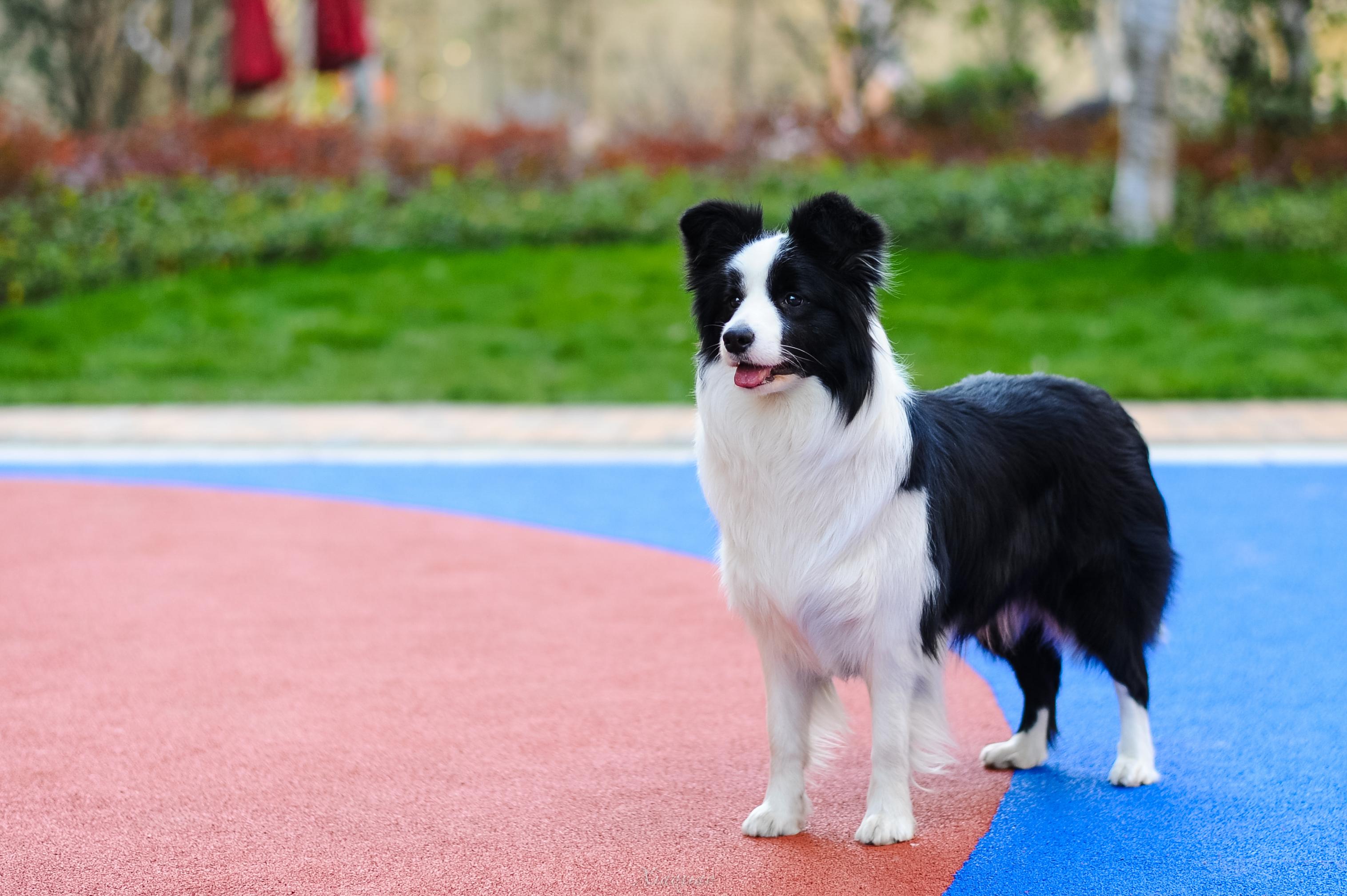 邊境犬牧羊圖片欣賞_邊境牧羊犬圖片_邊境犬牧羊圖片大全