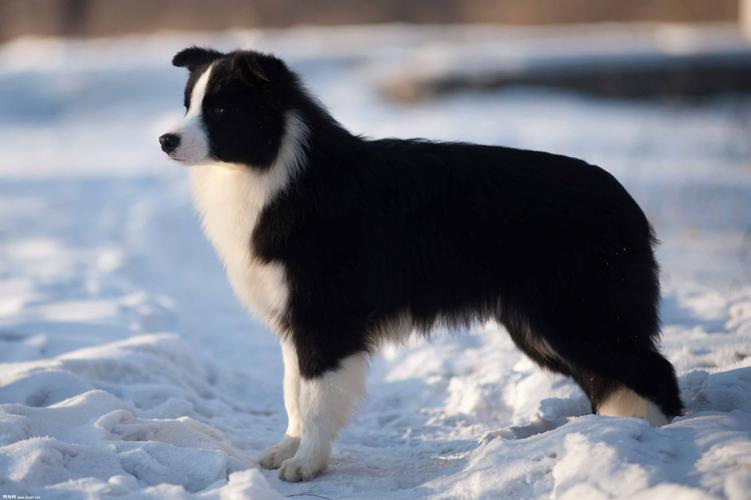 邊境犬牧羊圖片欣賞_邊境牧羊犬圖片_邊境犬牧羊圖片大全