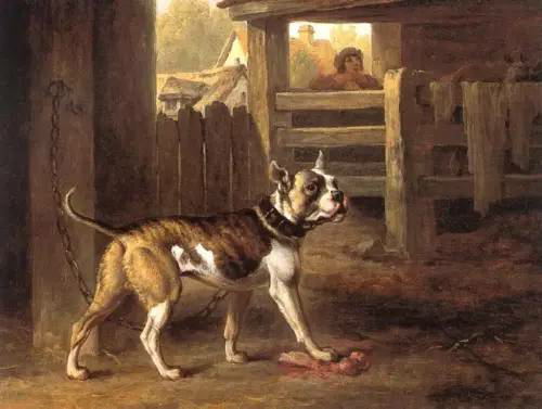 英囯斗牛犬_英國斗牛犬斗狗_英國斗牛犬圖片