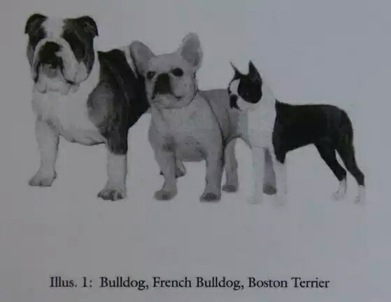 英囯斗牛犬_英國斗牛犬圖片_英國斗牛犬斗狗