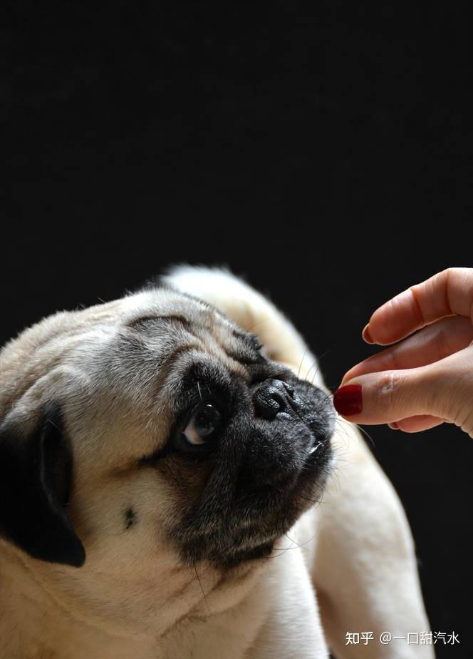 八哥犬多少錢一只_八哥犬多少錢一只_八哥犬多少錢一只