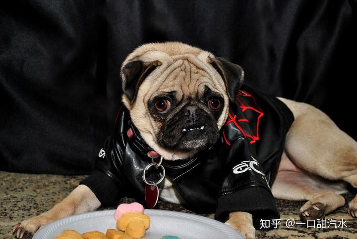 八哥犬多少錢一只_八哥犬多少錢一只_八哥犬多少錢一只