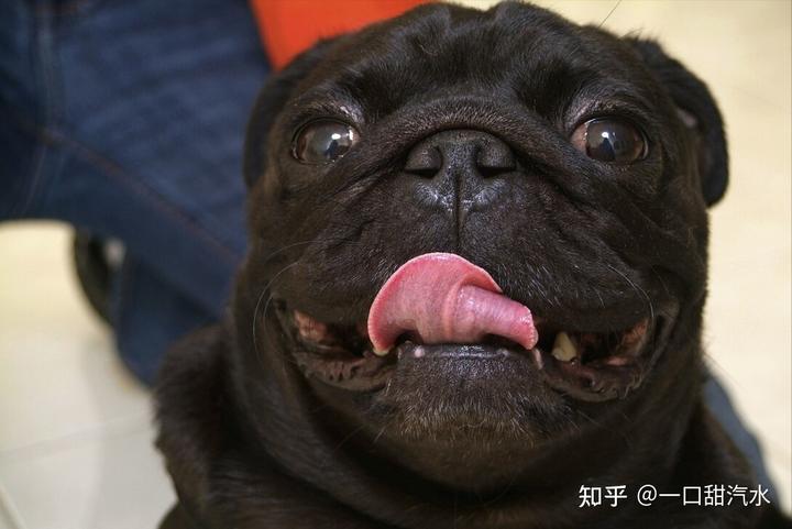 八哥犬多少錢一只_八哥犬多少錢一只_八哥犬多少錢一只