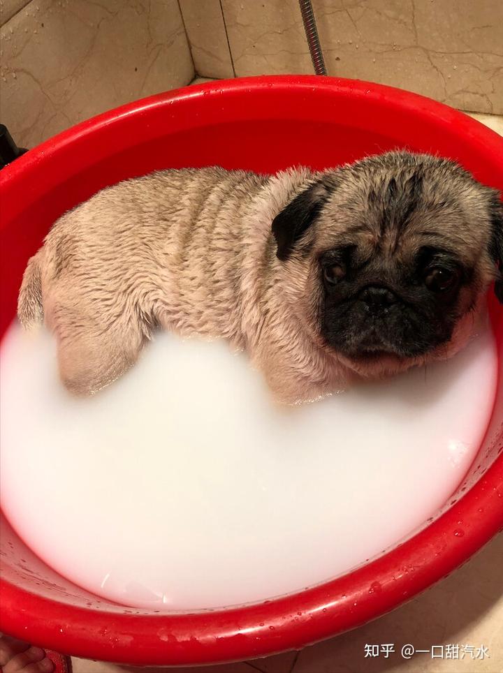 八哥犬多少錢一只_八哥犬多少錢一只_八哥犬多少錢一只