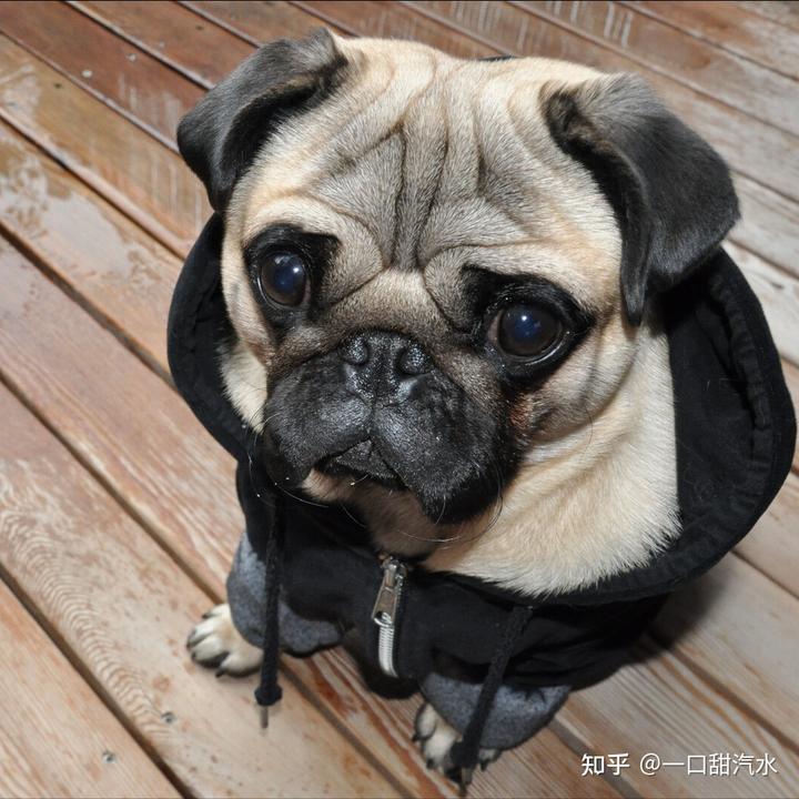 八哥犬多少錢一只_八哥犬多少錢一只_八哥犬多少錢一只