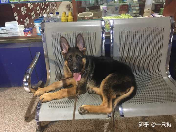 八哥犬多少錢(qián)一只_八哥犬多少錢(qián)一只_八哥犬多少錢(qián)一只