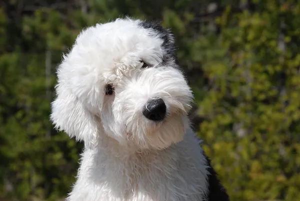 古代英國牧羊犬多少錢_英國古代牧羊犬價格_英國古代牧羊犬幼犬多少錢一只