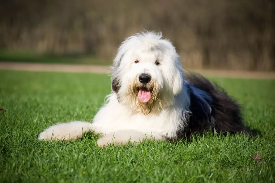 英國古代牧羊犬幼犬多少錢一只_古代英國牧羊犬多少錢_英國古代牧羊犬價格