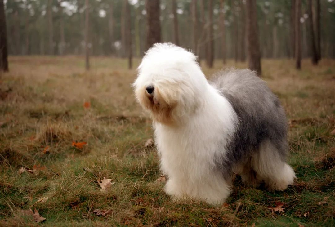 英國古代牧羊犬幼犬多少錢一只_英國古代牧羊犬價格_古代英國牧羊犬多少錢