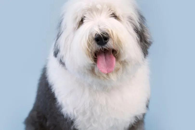 英國古代牧羊犬價格_英國古代牧羊犬幼犬多少錢一只_古代英國牧羊犬多少錢