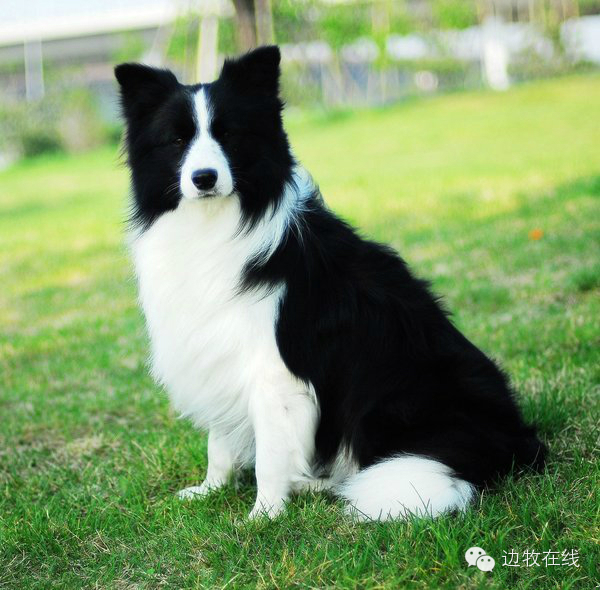 邊境牧羊犬出售800元_邊境牧羊犬價格_邊境牧羊犬價格
