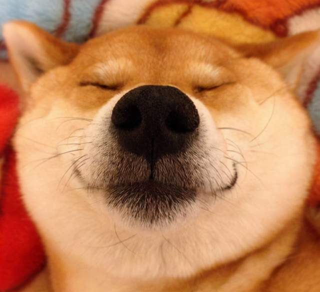 柴犬錢包_柴犬幣是什么幣種_純種柴犬多少錢