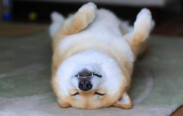 柴犬錢包_純種柴犬多少錢_柴犬幣是什么幣種