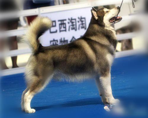 阿拉斯加雪橇犬價格_阿拉斯加犬雪橇犬多少錢一只_阿拉斯加雪橇幼犬多少錢一只