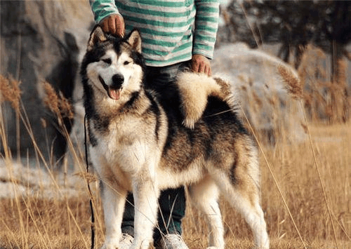 阿拉斯加雪橇幼犬多少錢一只_阿拉斯加犬雪橇犬多少錢一只_阿拉斯加雪橇犬價格