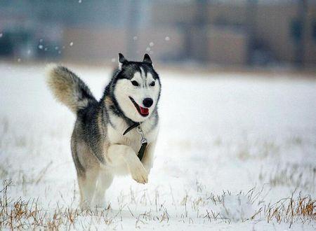 阿拉斯加雪橇犬價格_阿拉斯加犬雪橇犬多少錢一只_阿拉斯加雪橇幼犬多少錢一只