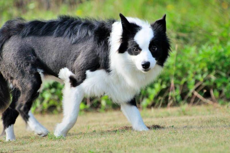 德國(guó)邊境牧羊犬價(jià)格多少錢(qián)