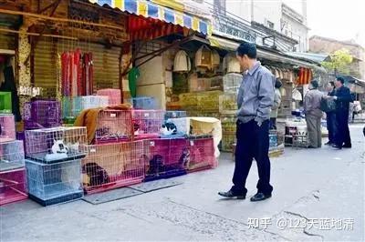 北京賣寵物狗_北京寵物狗出售_北京賣寵物