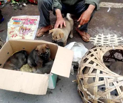 北京寵物狗出售_北京賣寵物狗_北京賣寵物